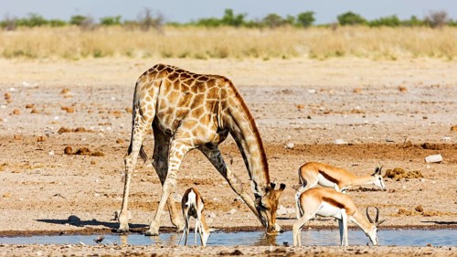 Giraffe