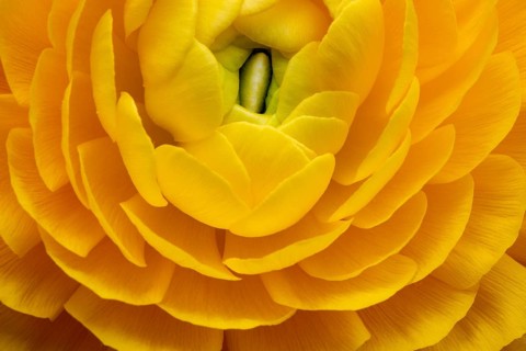 Yellow persian buttercup