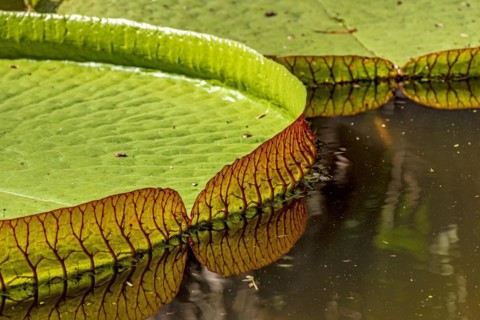Water Lily typical of the Amazon