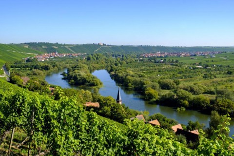 Vineyard on the Main near charburner