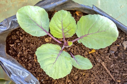 The red cabbage