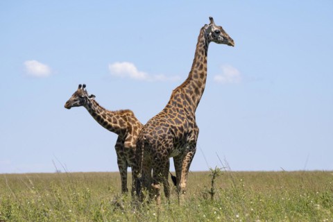 Masai giraffe