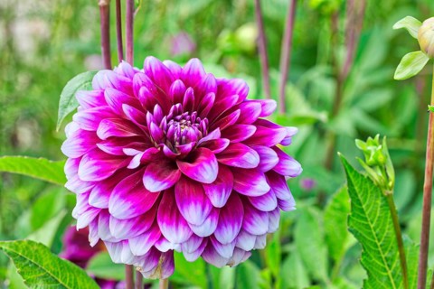 Dahlia