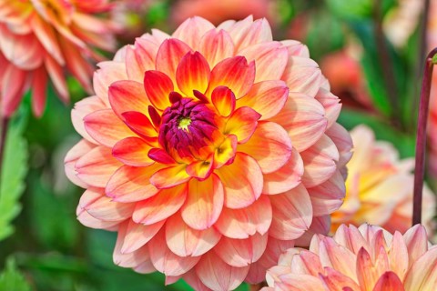 Dahlia