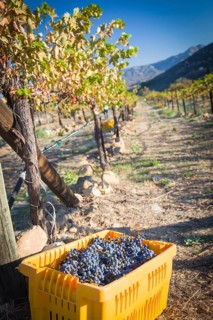Grape bushels in crates during vineyard harvest