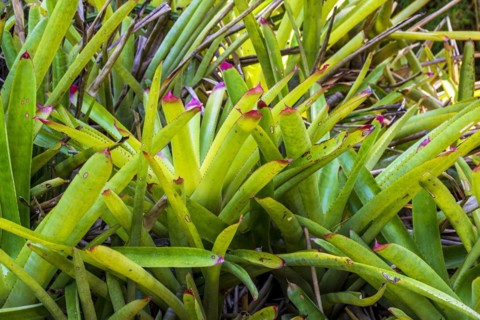 Several bromeliads together in the Brazilian rainforest
