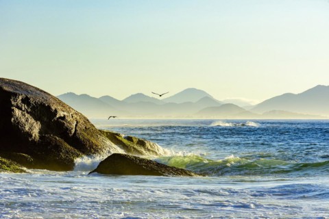 Seagull flying at dawn over the sea and the rocks of Ipanema in Rio de Janeiro