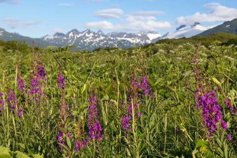 Fireweed