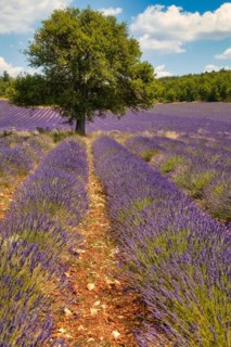 Flowering lavender