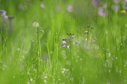 Meadowfoam in spring