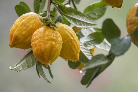 Lemons on a branch