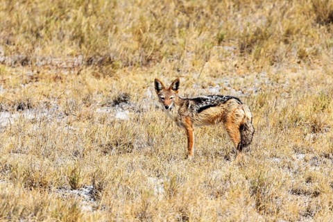 Black-backed jackal