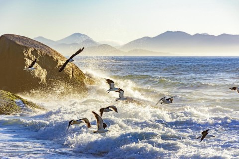Seagull flying at dawn over the sea and the rocks of Ipanema in Rio de Janeiro
