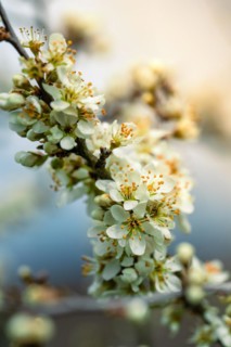 White flowering branch in spring with sunlight