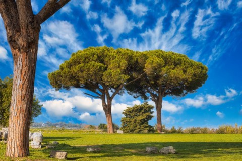 Stone pines