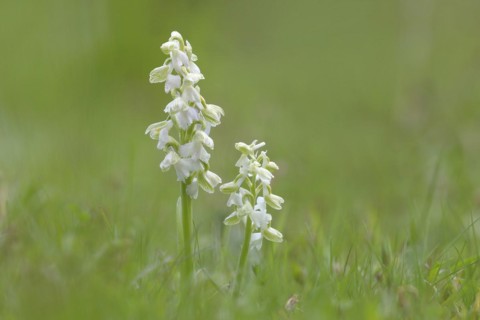 Green-winged orchid