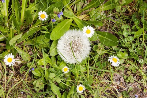 Common dandelion