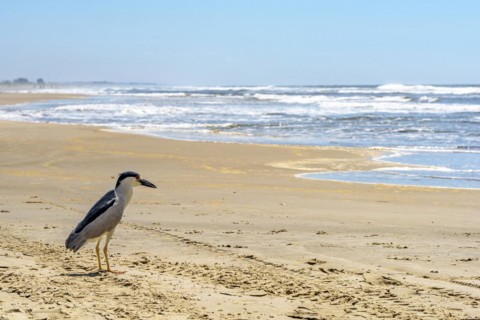 Sea bird perched on the sand of Torres beach