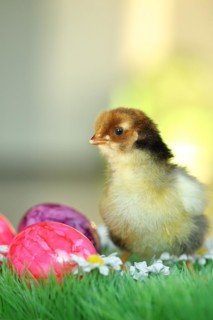 Domestic chicken