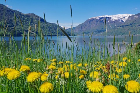 Dandelions in bloom