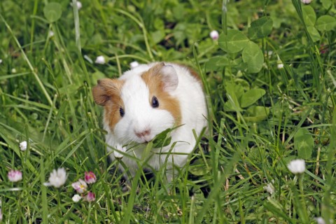 Guinea Pig pigs