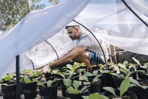 Scientist studying the association with mycorrhizae and pollination of