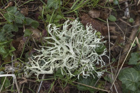 Iceland moss