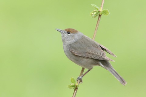 Blackcap