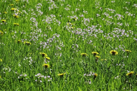 Meadow in spring with dandelion and meadowfoam