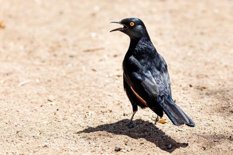 Black-bellied Glossy Starling