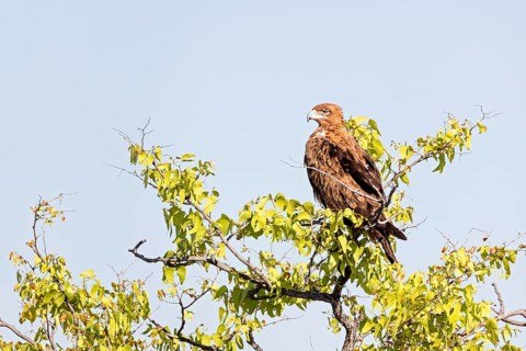 Tawny eagle