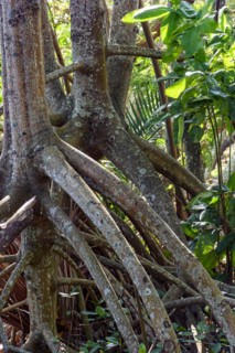 Roots and vegetation typical of common mangroves in Brazil's tropical ecosystem