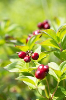 Blossoming rowan berries