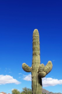 Saguaro cactus