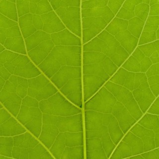 Green leaf texture