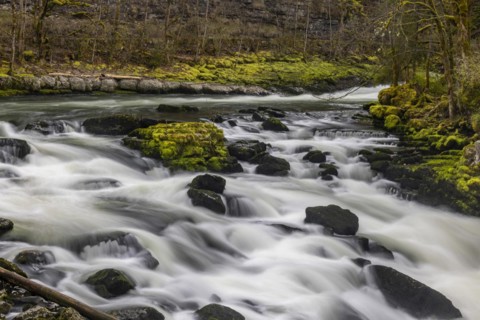 Rapids and bogs full of moss