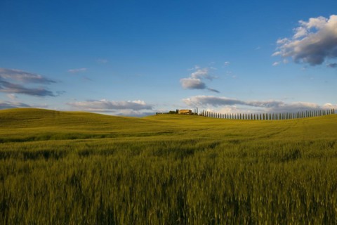 Farmhouse and cypresses