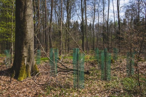 Young pine seedlings with tree guard during afforestation
