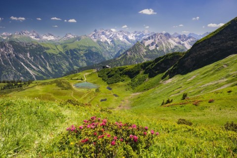 Alpine rose blossom