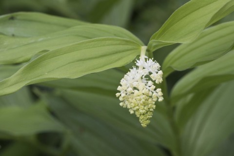 False Solomon's seal Smyrnium perfoliatum
