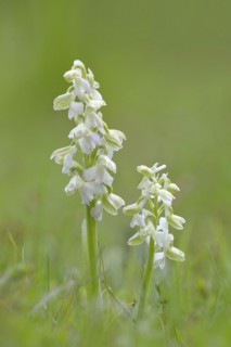 Green-winged orchid