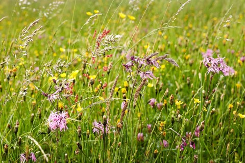 Purple moor grass