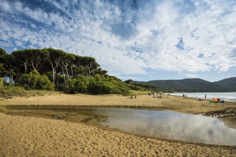 Beach and old pine trees