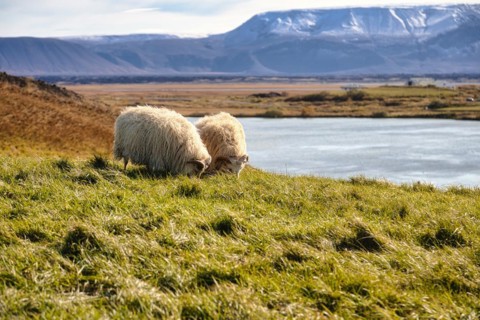 Domestic sheep