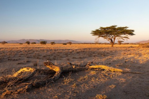 Tree in the savannah