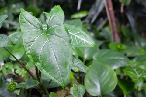 Detail of leaf of an exotic 'Syngonium Podophyllum Plumieri' plant