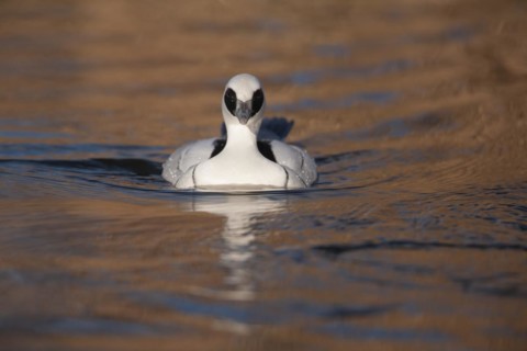 Smew