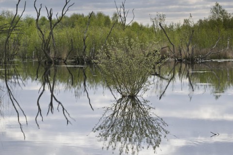 Moorland