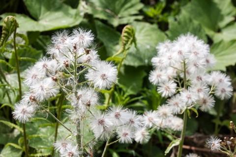 White butterbur