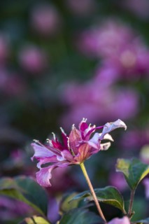 Pink and white flowering clematis
